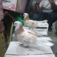 کبوتر
