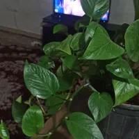 گل پتوس