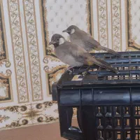 قناری در کارون