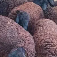 قصاب سیار در اسرع زمان مرادی
