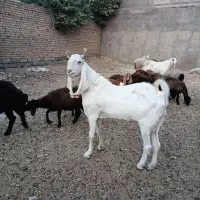 نر بز شیرخس اخته و گلابی پاکستانی