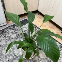 گل اسپاتی فیلوم