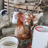 مرغ تخمگذار