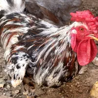 خروس جوان گلین