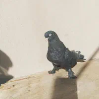 زاغ