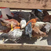 مرغ وخروس گلپایگانی