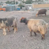 میش