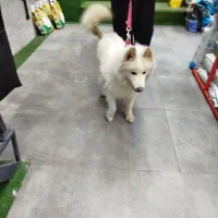 سگ گمشده در محله کوروش اهواز