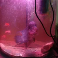 فلاور هورن اصل