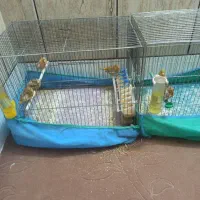 پنج عدد جوجه قناری توافقی