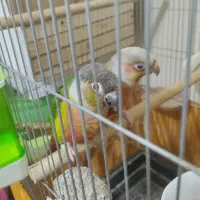 گرینچیک مولد به شرط جوجه باشناسنامه