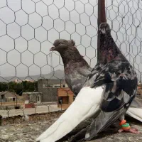معاوضه با گندم کود فضله زل کفتر کبوتر