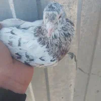 سرور نر