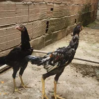جوجه لاری سرحال