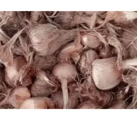 پیاز زعفرون