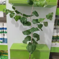 نهال کنار سیبی