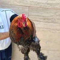مرغ و خروس برهما