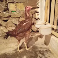 مرغ لاری تخمگذار