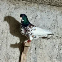 یال سیاه گلدار وو خوشرنگ سیاه