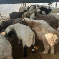 ۲۵ راس بره نر