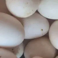تخم غاز واردک