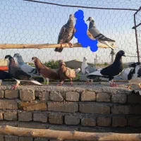 کبوتر سیاه پوش