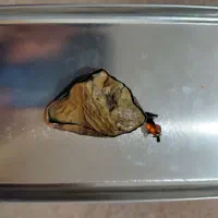 فروش دو عدد مهره