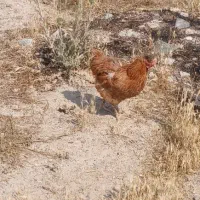 دو عدد مرغ