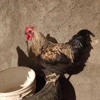 مرغ و خروس محلی