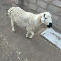 فروش میش چاق