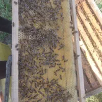 زنبورکارنیکا