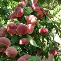درخت هلو انجیری نصف هکتار میوه رسیده درجه یک