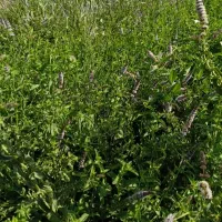 نعناع گل کرده سربوته برای مصرف