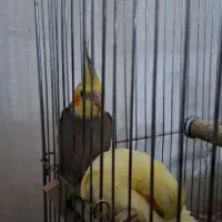 نر ماده|پرنده|شهر ری, شهرک نظامی|دیوار