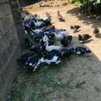 فروش فوق‌العاده اردک اسرائیلی