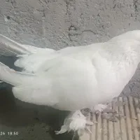فقط تماس
