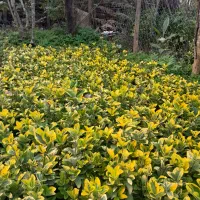 شمشاد طلایی