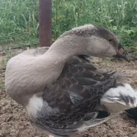 قوغازو اردک