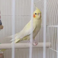 جوجه عروس هلندی