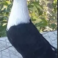 کبوتر م ی خ ر م معاوضه گردنبند انگشتر