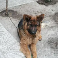 سگ ژرمن|سگ|اردبیل, |دیوار