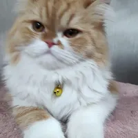 گربه پرشین عروسکی صورت نیمه فلت