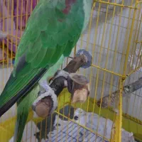 شاه طوطی اسکندر