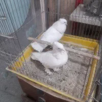 کبوتر سفید پا پر