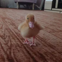 مرغ عشق ، جوجه اردک