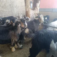 کهره|حیوانات مزرعه|شیراز, کوشک بیدک|دیوار