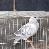 مجسمه کبوتر