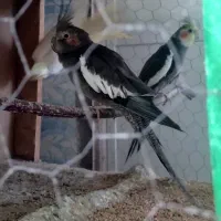 عروس هلندی
