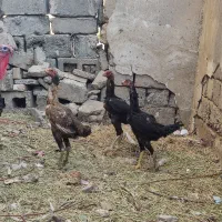 ۳ عدد مرغ لاری