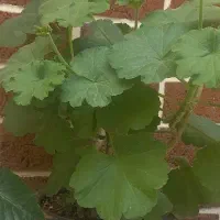 گل شمعدونی